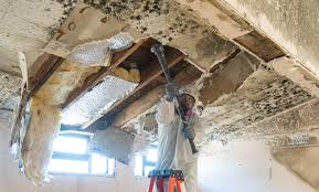 Why You Should Choose Our Mold Remediation Services in Hartford, AL